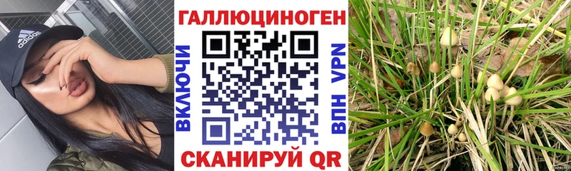 blacksprut как зайти  Находка  Галлюциногенные грибы Psilocybe  мориарти формула  сколько стоит 